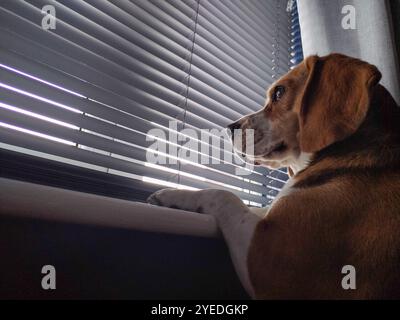 Chien Beagle attendant à la fenêtre, Portrait de chien Banque D'Images