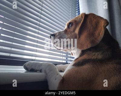 Chien Beagle attendant à la fenêtre, Portrait de chien Banque D'Images