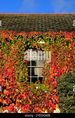 Maison couverte en Virginie Creeper - parthenocissus quinquefolia - virage rouge. Cowbridge, Vale of Glamogan, pays de Galles du Sud, Royaume-Uni. Octobre 2024. Automne Banque D'Images