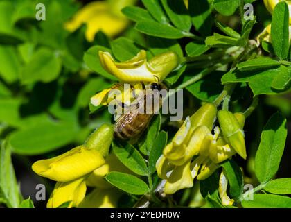 Bee gathering nectar Banque D'Images