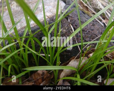 Herbe alpine (Carex brizoides) Banque D'Images