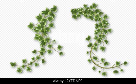 Vignes de lierre aux feuilles vertes luxuriantes. Branches de fuite Hedera Illustration de Vecteur