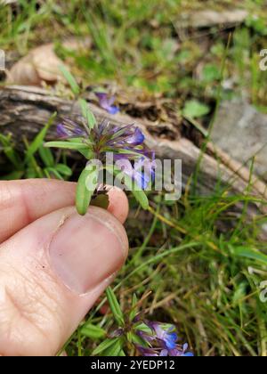 Marie géante aux yeux bleus (Collinsia grandiflora) Banque D'Images