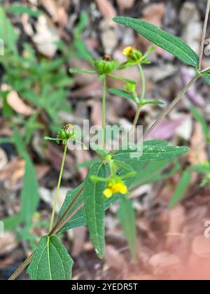 Millepertuis oriental (Sigesbeckia orientalis) Banque D'Images