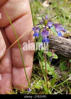 Marie géante aux yeux bleus (Collinsia grandiflora) Banque D'Images