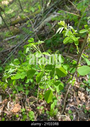 Lépedeza arbuste (Lespedeza bicolor) Banque D'Images