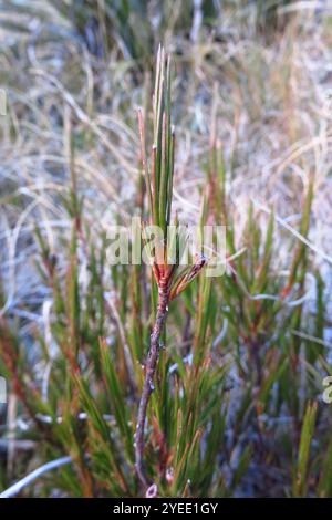 Inaka (Dracophyllum longifolium) Banque D'Images