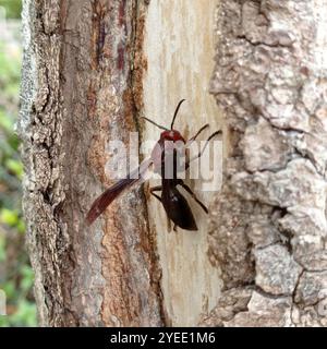 Guêpe de papier brun géant (polistes gigas) Banque D'Images