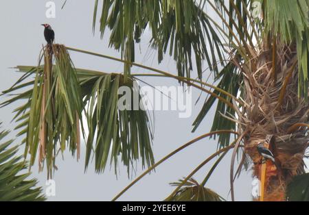 Coleto (Sarcops calvus) Banque D'Images