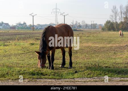 Cheval brun avec le lichen rouge pèle paisiblement dans un champ herbeux dans un cadre rural, entouré de terres agricoles ouvertes et d'arbres. Concept de la vie agricole, tranquili Banque D'Images