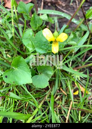 Violet jaune lisse (Viola eriocarpa) Banque D'Images