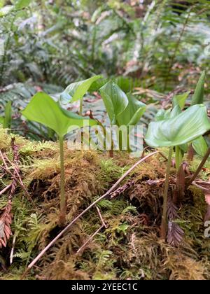 Lis occidental de la vallée (Maianthemum dilatatum) Banque D'Images