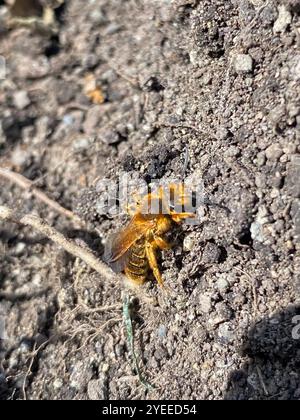 Prunus Miner Bee (Andrena prunorum) Banque D'Images