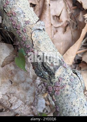 Champignon du cerveau des arbres rouges (Peniophora rufa) Banque D'Images