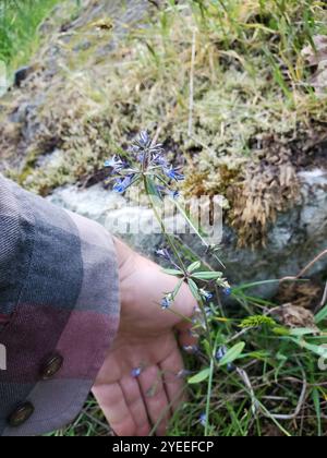 Marie géante aux yeux bleus (Collinsia grandiflora) Banque D'Images