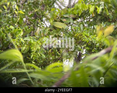 Australian Scrub Python (Simalia kinghorni) Banque D'Images