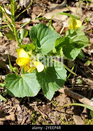 Violet jaune lisse (Viola eriocarpa) Banque D'Images