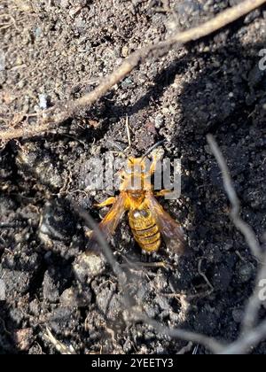 Prunus Miner Bee (Andrena prunorum) Banque D'Images