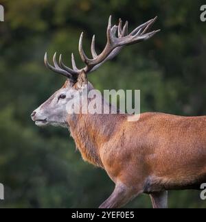 Portrait rapproché de la tête et des épaules d'un cerf rouge. Le portrait de profil montre les détails dans les bois sur un arrière-plan flou Banque D'Images