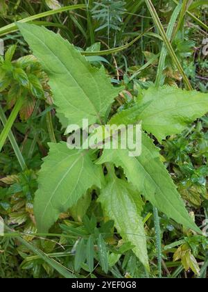 Millepertuis oriental (Sigesbeckia orientalis) Banque D'Images