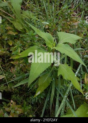 Millepertuis oriental (Sigesbeckia orientalis) Banque D'Images