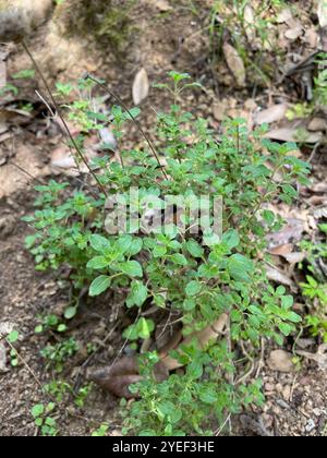 Menthe coyote (Monardella villosa) Banque D'Images