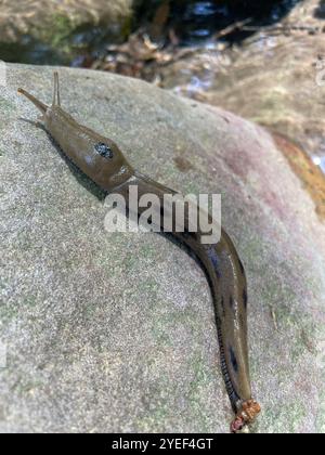 Button's Banana Slug (Ariolimax buttoni) Banque D'Images