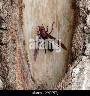 Guêpe de papier brun géant (polistes gigas) Banque D'Images
