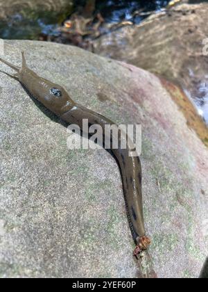 Button's Banana Slug (Ariolimax buttoni) Banque D'Images