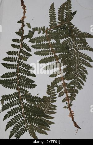 Fougère housienne de Braun (polystichum braunii) Banque D'Images