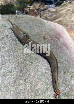 Button's Banana Slug (Ariolimax buttoni) Banque D'Images