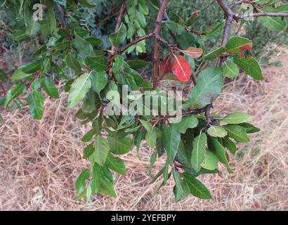 Tamboti (Spirostachys africana) Banque D'Images