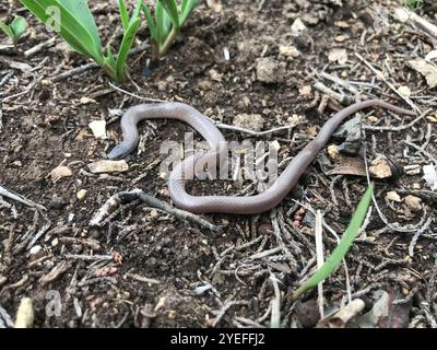 Serpent à tête plate (Tantilla gracilis) Banque D'Images