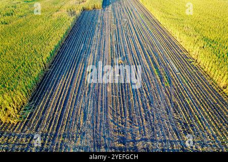 vue drone d'un champ de maïs partiellement récolté. contexte du concept agricole Banque D'Images