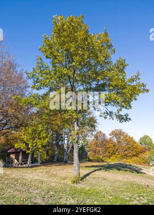 Incroyable vue d'automne de la montagne Plana, région de Sofia, Bulgarie Banque D'Images