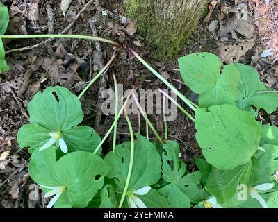 wakerobin blanc géant (Trillium albidum) Banque D'Images