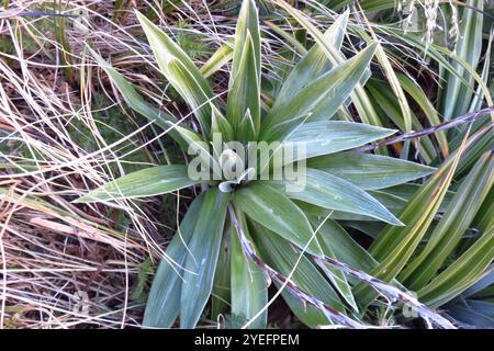 Grande Marguerite des montagnes (Celmisia semicordata) Banque D'Images