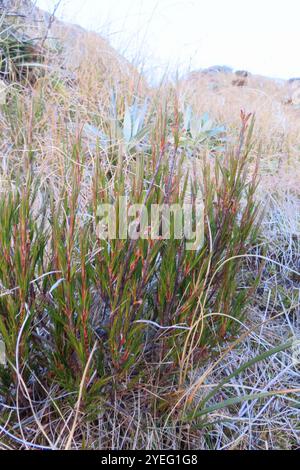 Inaka (Dracophyllum longifolium) Banque D'Images