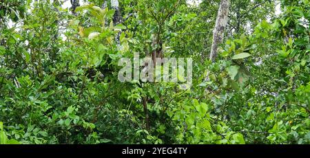 Australian Scrub Python (Simalia kinghorni) Banque D'Images