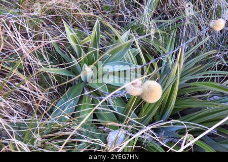 Grande Marguerite des montagnes (Celmisia semicordata) Banque D'Images