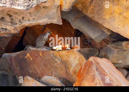 Wallaby rocheux à oreilles courtes (Petrogale brachyotis) dans les Kimberley, Australie occidentale Banque D'Images