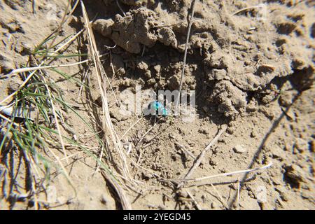 Coléoptère du tigre à banque d'argile verte (Cicindela denverensis) Banque D'Images