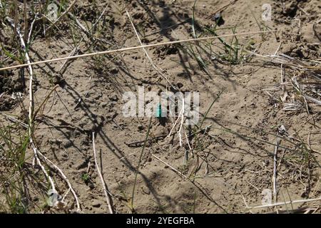 Coléoptère du tigre à banque d'argile verte (Cicindela denverensis) Banque D'Images