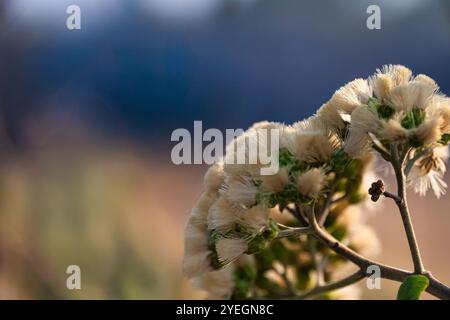 Fleurs blanches fleurissant avec la lumière du soleil qui traverse, soulignant leur douceur et la beauté naturelle du jardin. Banque D'Images