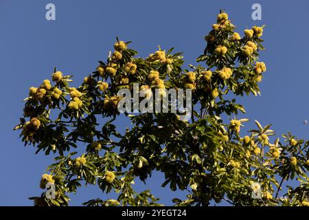 Les châtaignes mûrissent sur un châtaignier américain (Castanea dentata) à Oak Glen, Californie, États-Unis. Banque D'Images