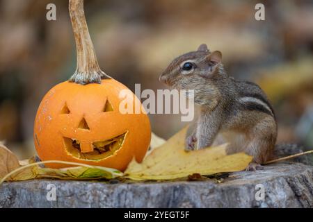 Mignon Chipmunk de l'est (Tamias striatus) récolte des graines à l'automne à côté de Jack-O-Lantern Pumpkin, Halloween, Thanksgiving Banque D'Images