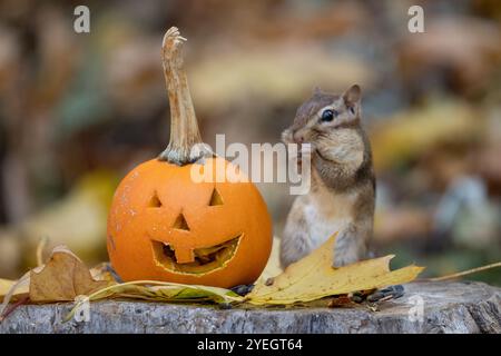 Chipmunk de l'est (Tamias striatus) récolte des graines à l'automne à côté de Jack-O-Lantern Pumpkin, Halloween, Thanksgiving Banque D'Images