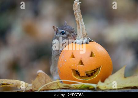 Cute Eastern Chipmunk (Tamias striatus) vérifie Jack-O -Lantern Pumpkin, Halloween Banque D'Images