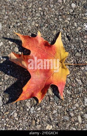 Rouge et jaune couleurs d'automne feuille d'érable sur la surface d'asphalte Banque D'Images