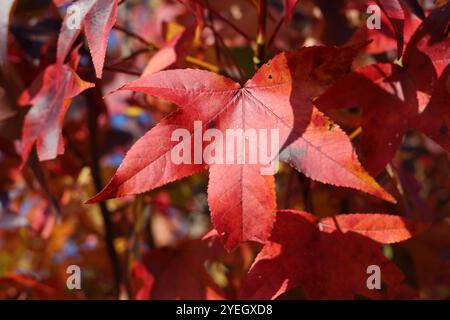 La feuille d'arbre Sweetgum est devenue rouge pour la couleur de l'automne Banque D'Images